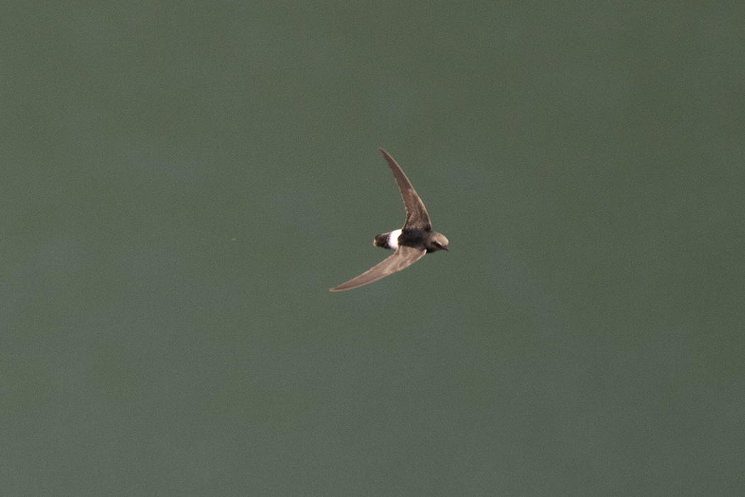 Little Swift